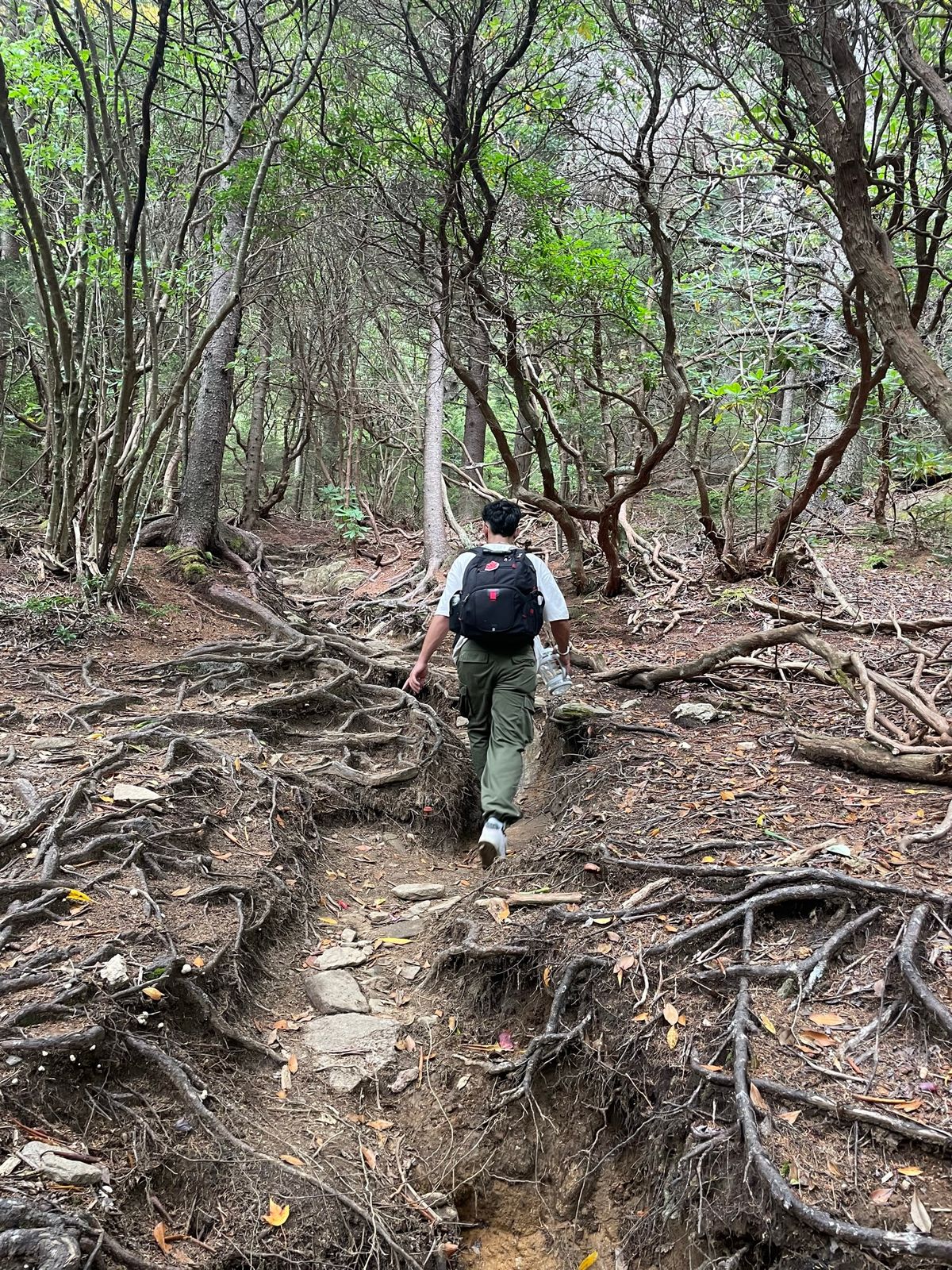 My 20-Mile Hike to Mount Mitchell: A Journey of Grit and Cold Chicken